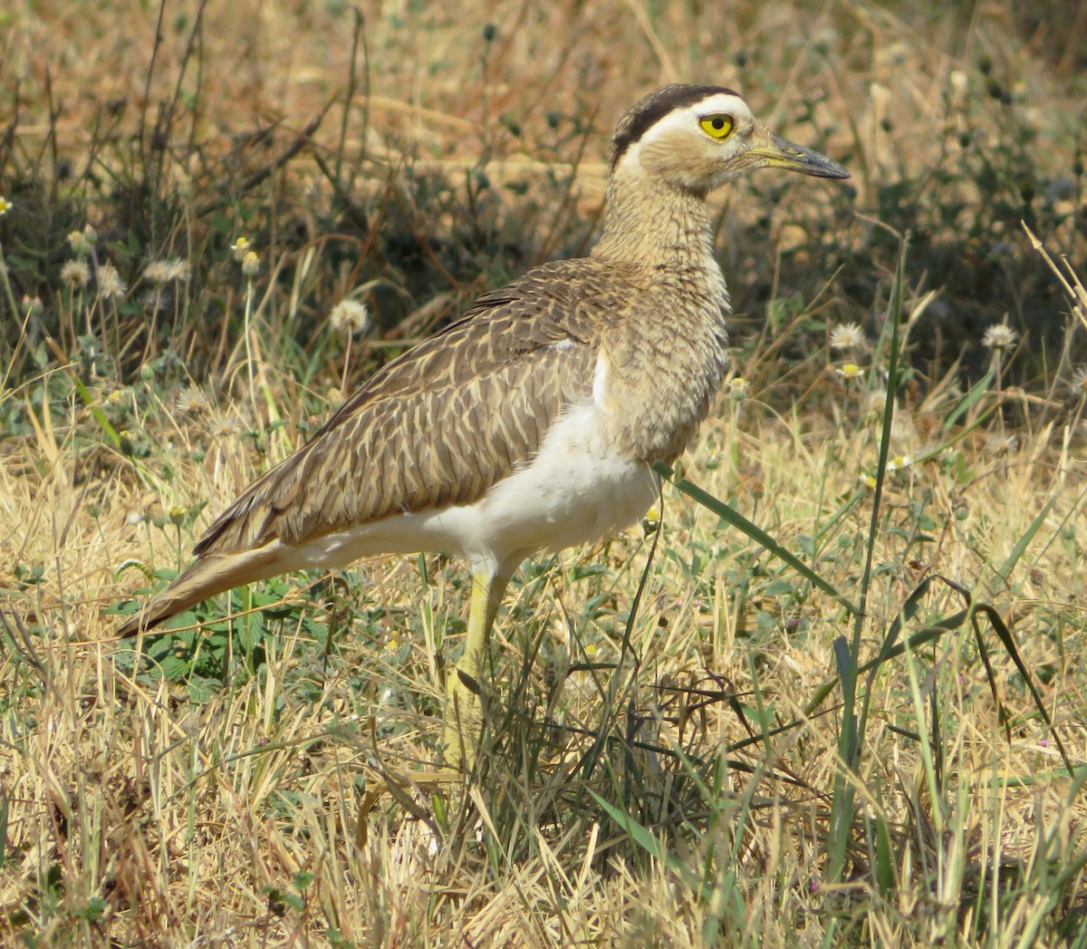 Double-striped Thick-knee - ML419299561