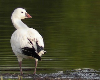 Ross's Goose, ML41930351