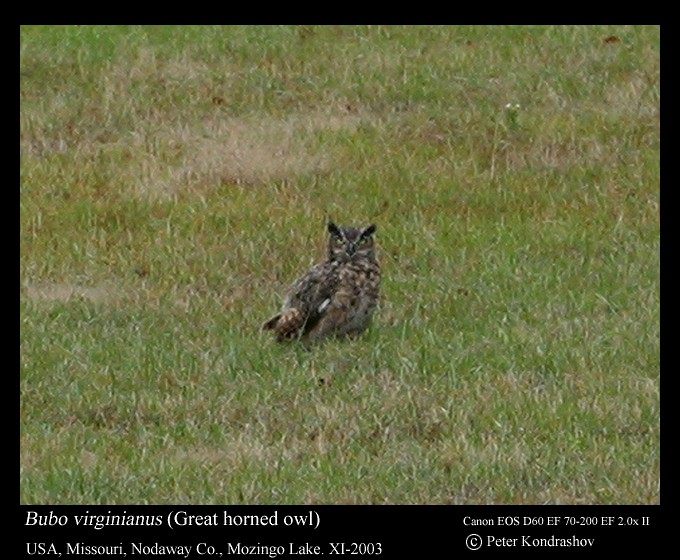Great Horned Owl - ML419306271