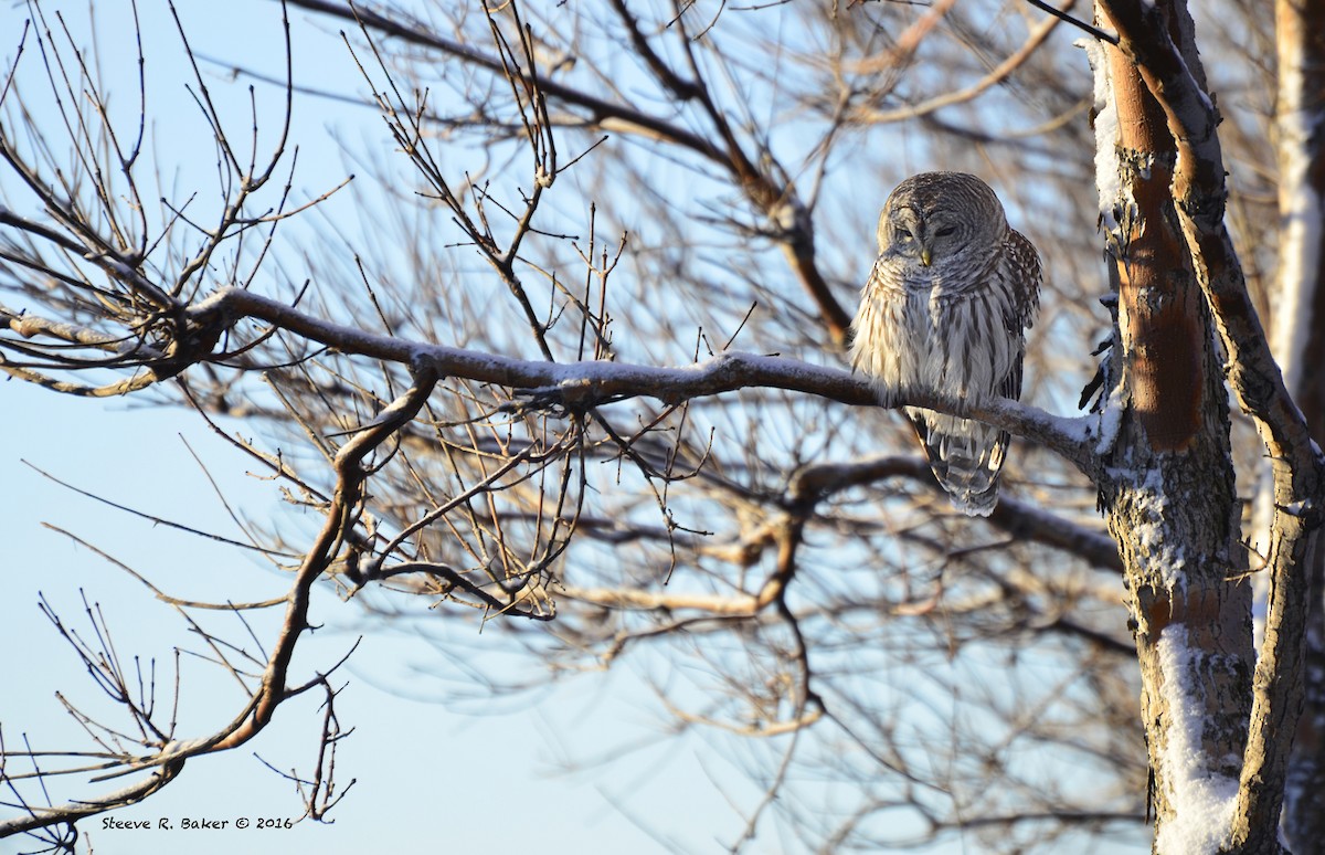 Barred Owl - Steeve R. Baker