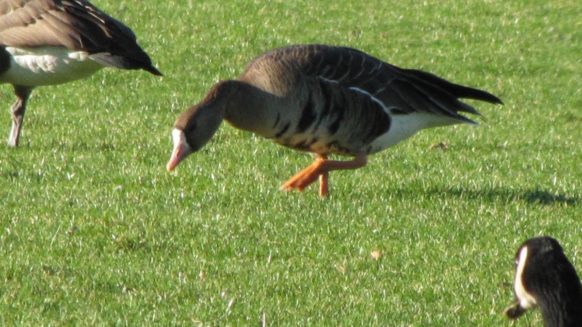Greater White-fronted Goose - Tonette McEwan