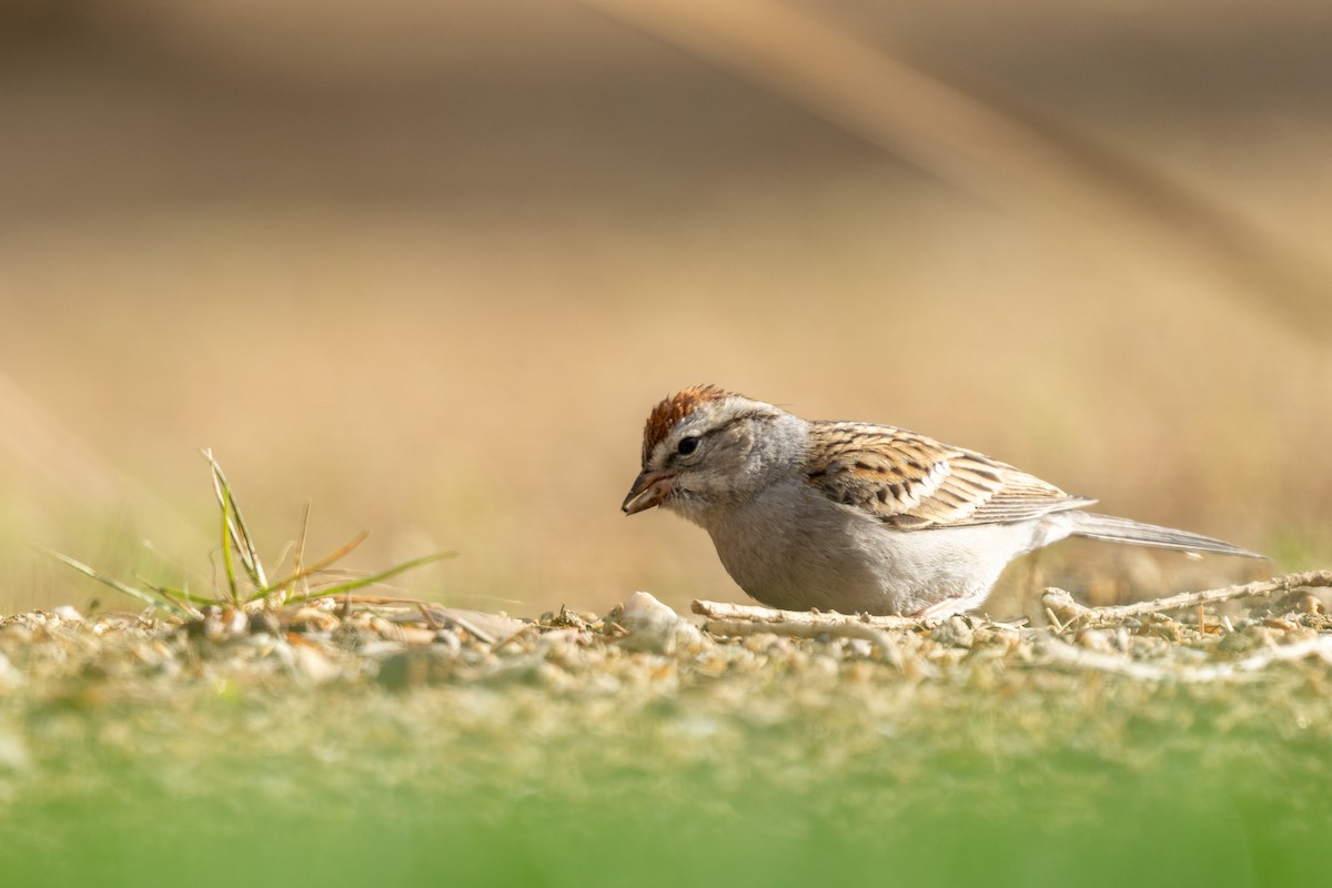 Chipping Sparrow - ML419316031