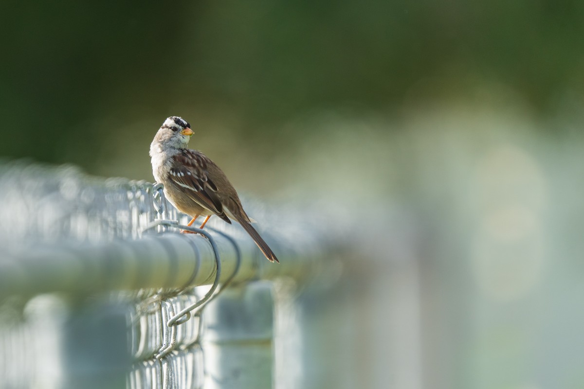 White-crowned Sparrow - ML419317571
