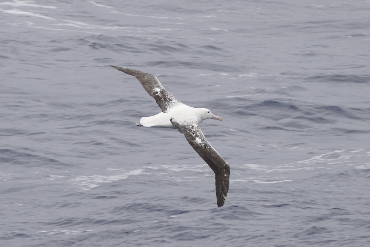 Southern Royal Albatross - Peter Kaestner