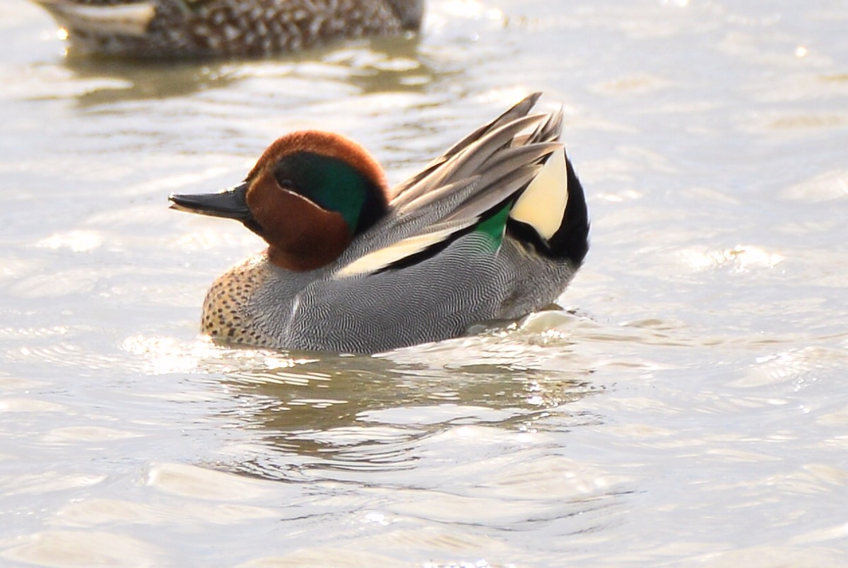 Green-winged Teal - ML419321571