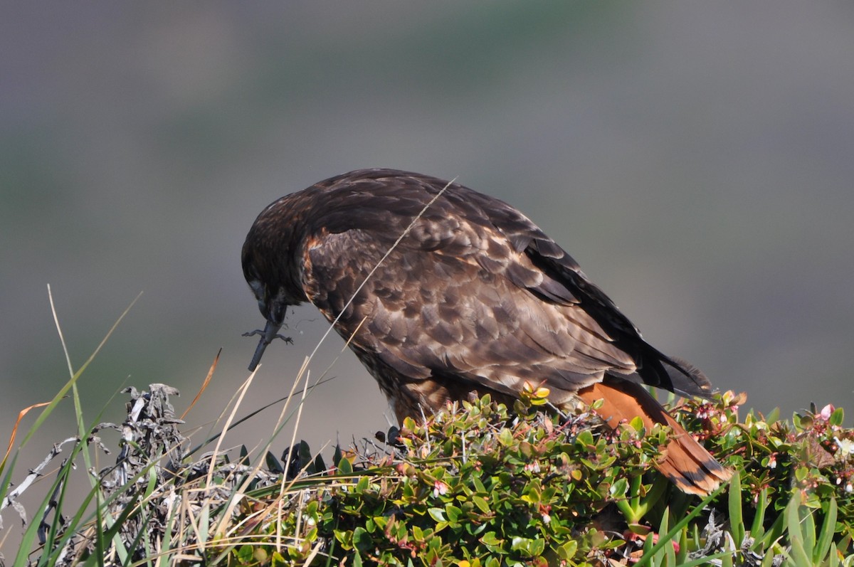 Red-tailed Hawk - ML419325551
