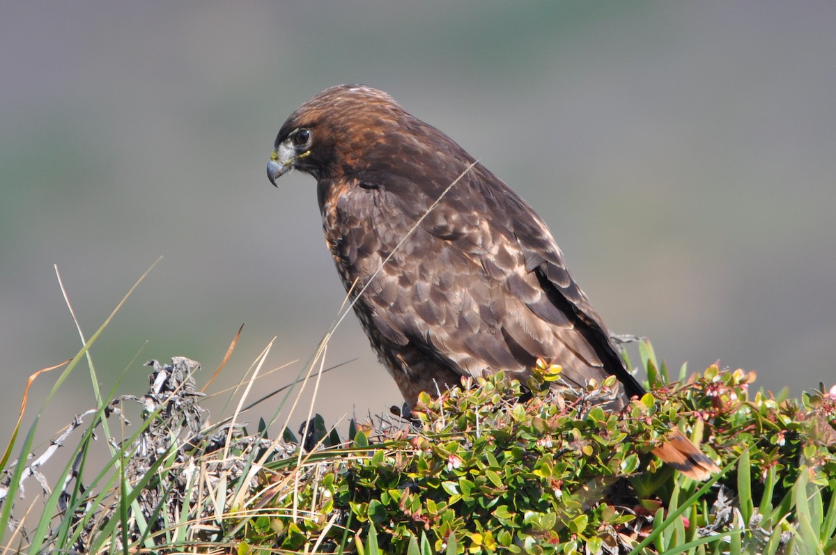 Red-tailed Hawk - ML419325561