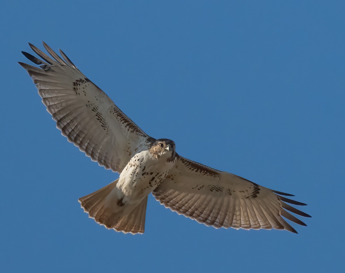 Red-tailed Hawk - ML419327011