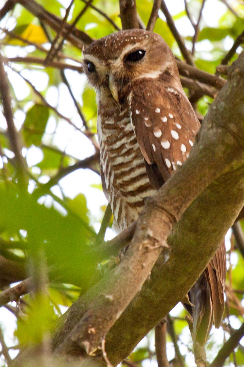 White-browed Owl - Sue Wright
