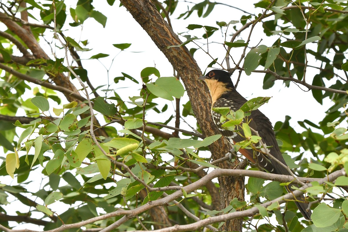 Great Spotted Cuckoo - ML419328031