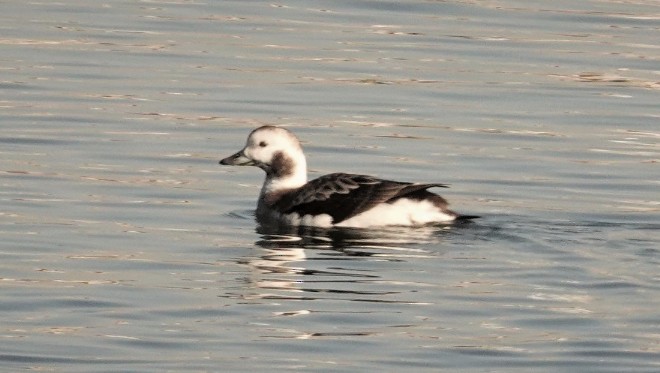 Long-tailed Duck - ML419332141