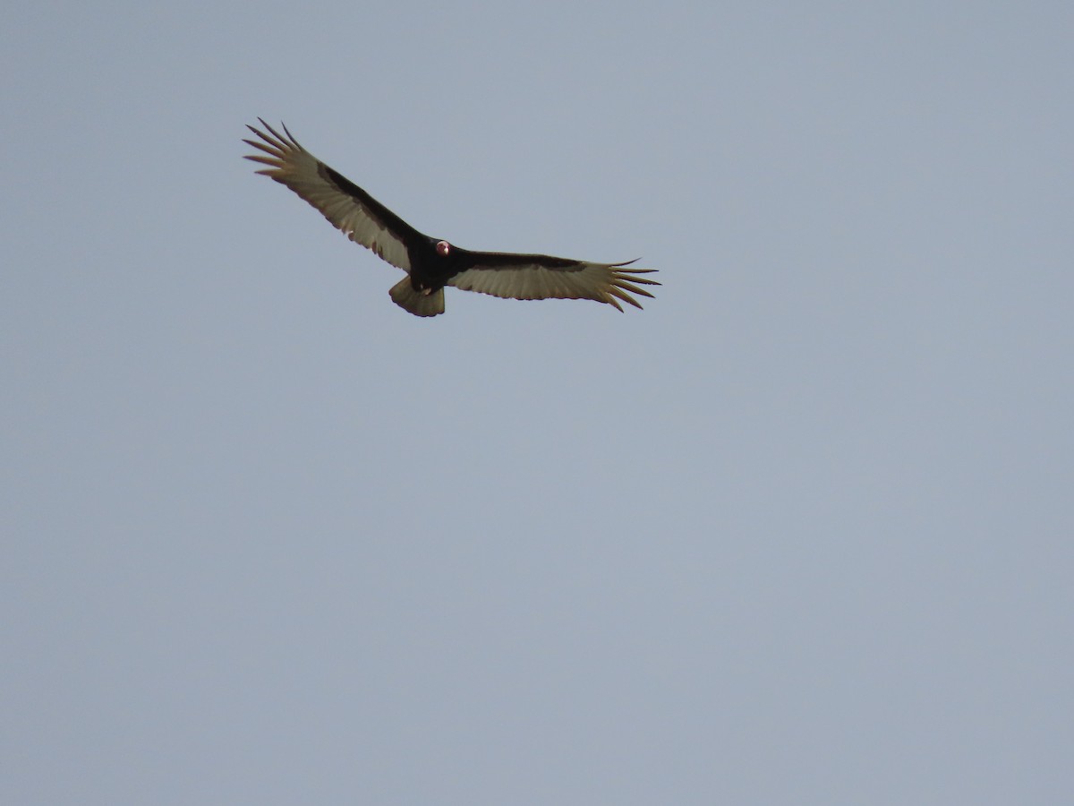 Turkey Vulture - ML419333561