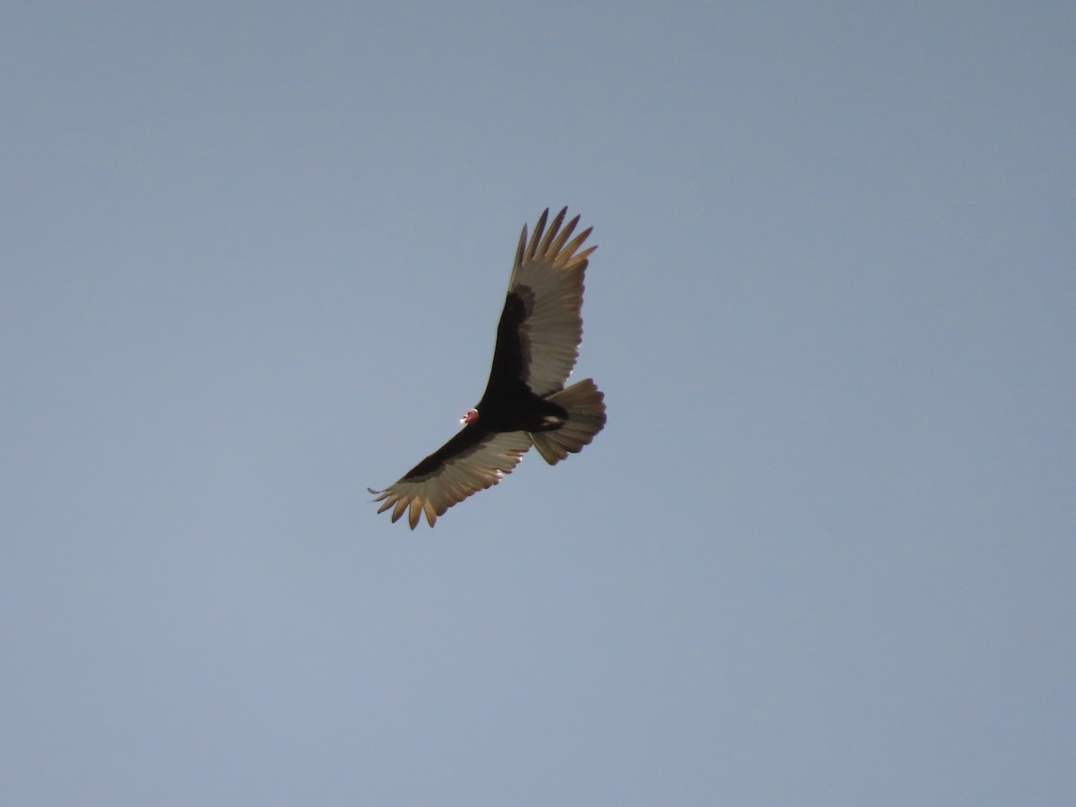 Turkey Vulture - ML419333571