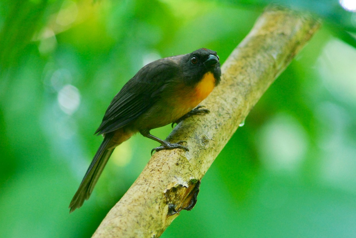 Black-cheeked Ant-Tanager - ML41933421