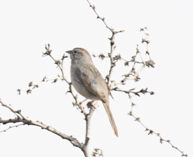 Rufous-crowned Sparrow - Tom Huston