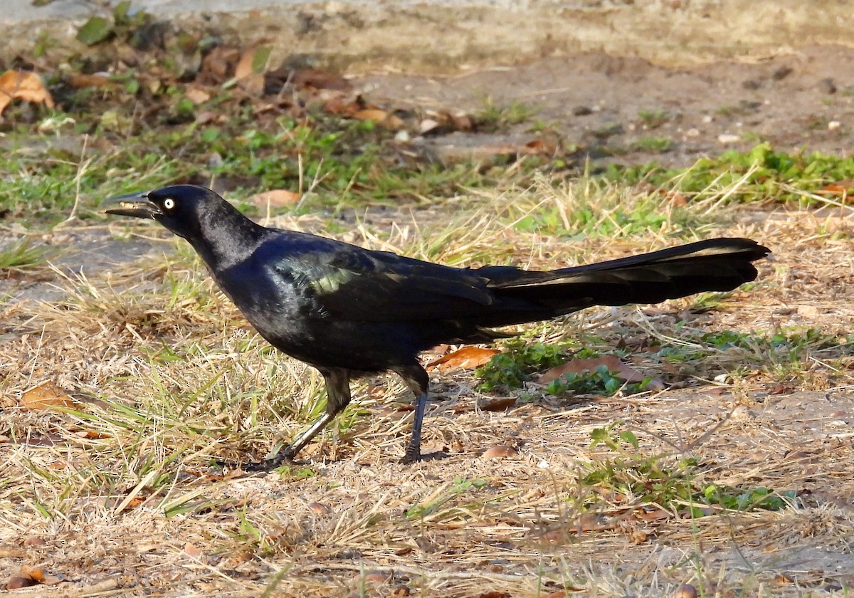 Great-tailed Grackle - ML419337401