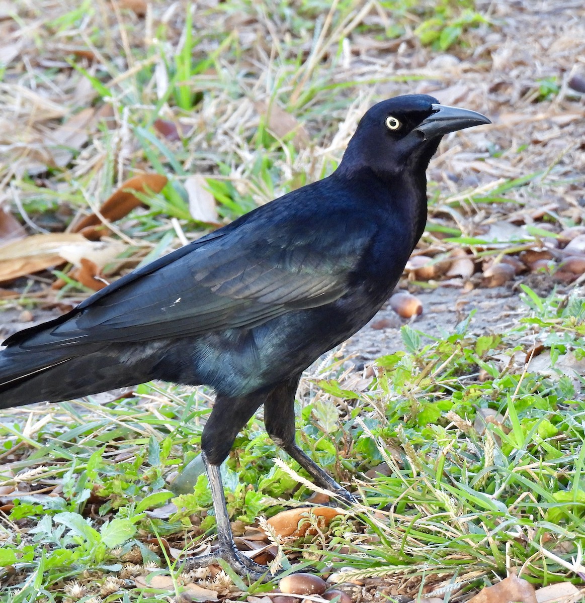 Great-tailed Grackle - ML419337411