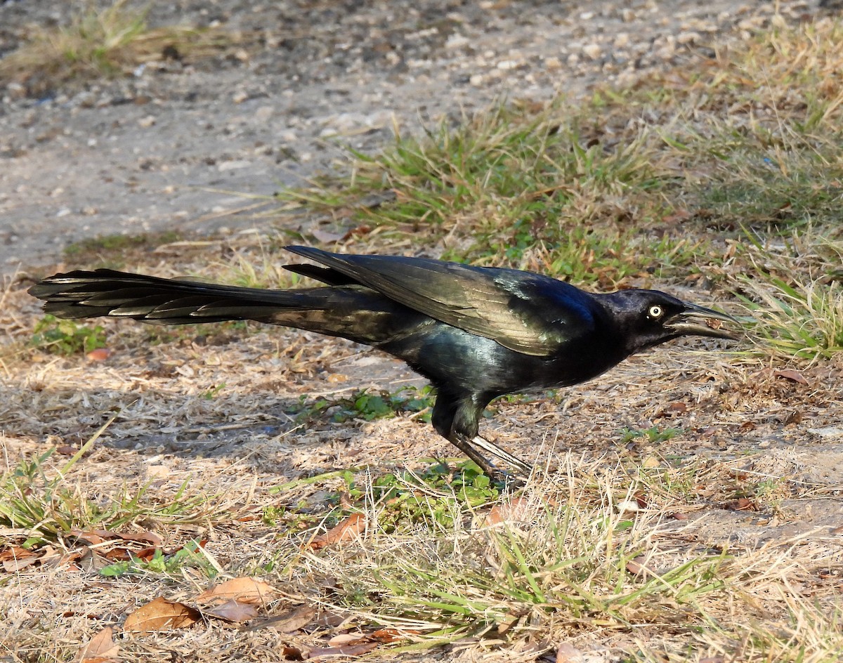 Great-tailed Grackle - ML419337421