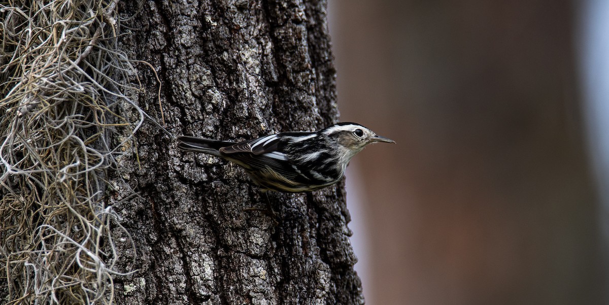 Black-and-white Warbler - ML419337491