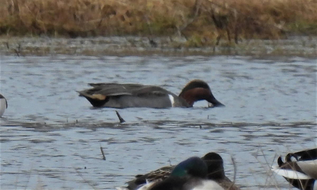 Green-winged Teal - ML419341481