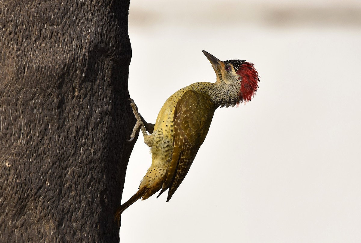 Fine-spotted Woodpecker - ML419342841
