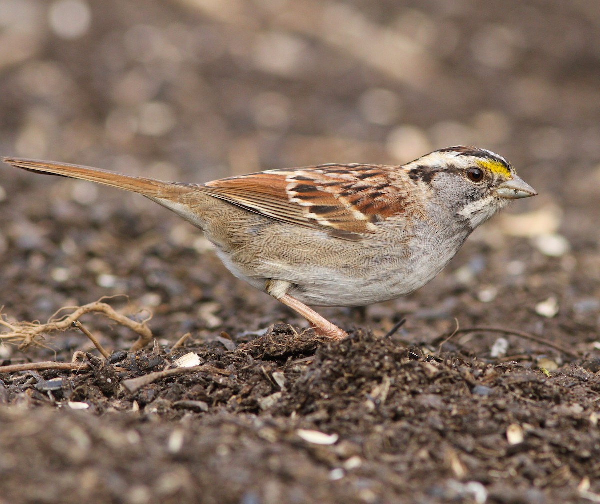 White-throated Sparrow - ML419342871