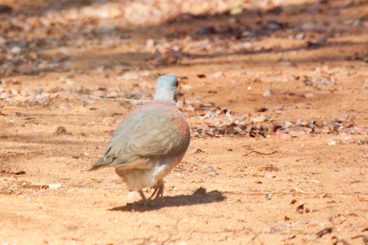 Malagasy Turtle-Dove - ML419349521