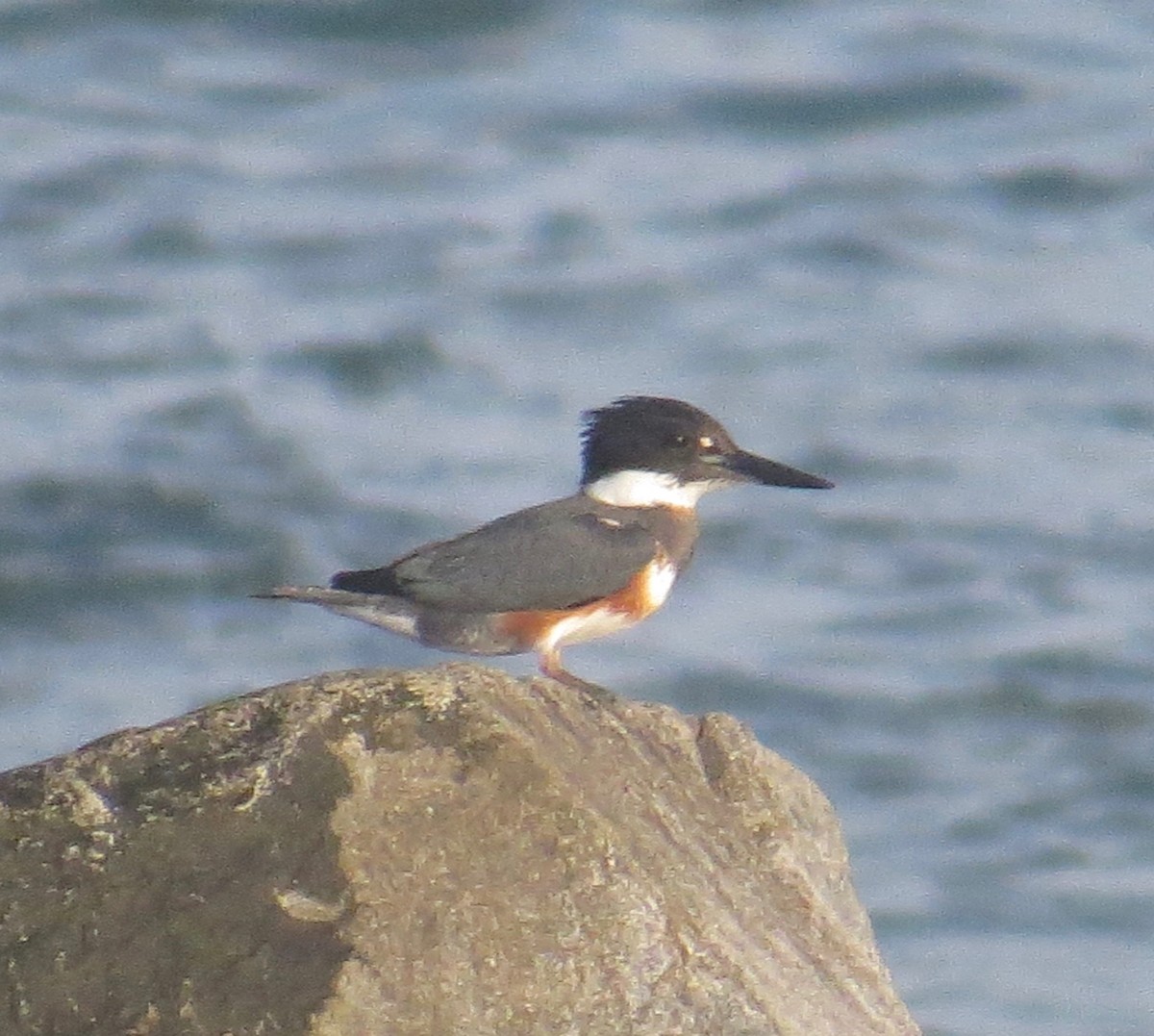 Belted Kingfisher - ML41935031