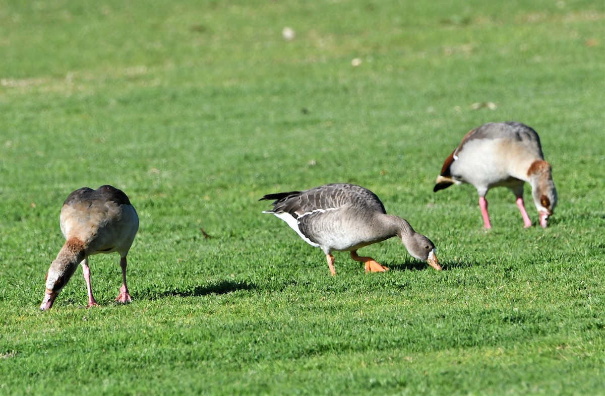 Greater White-fronted Goose - ML419351981