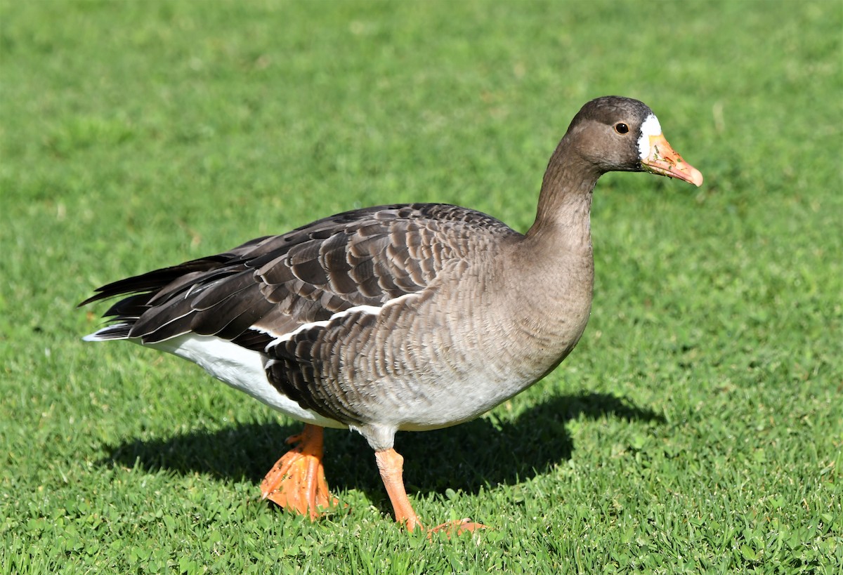 Greater White-fronted Goose - ML419352121