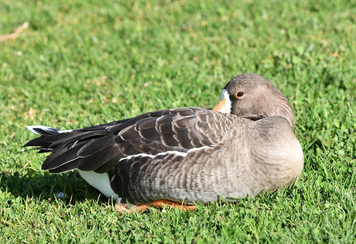 Greater White-fronted Goose - ML419352181