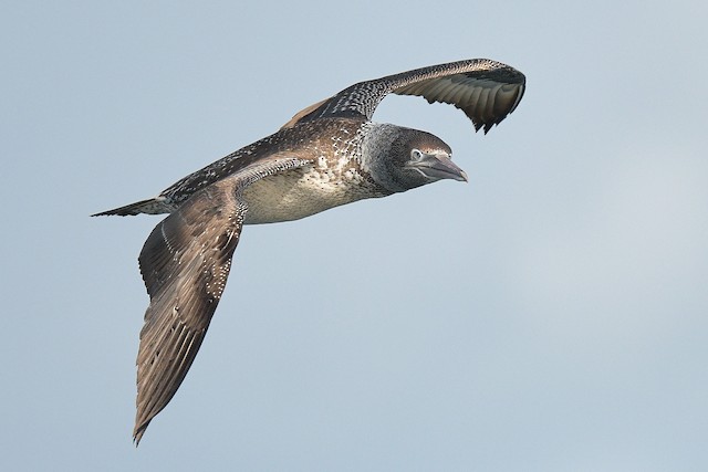 シロカツオドリ - eBird