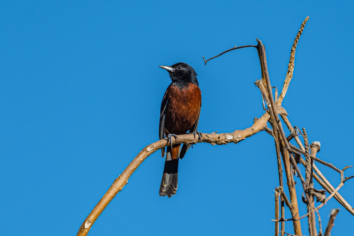 Orchard Oriole - ML419355191