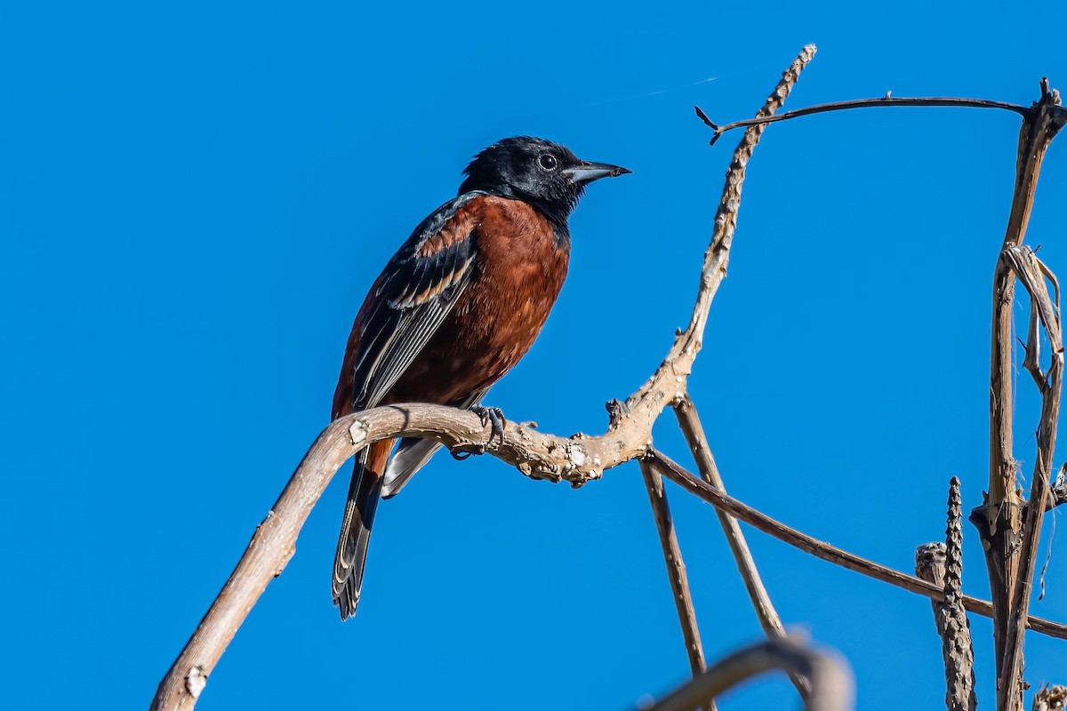 Orchard Oriole - ML419355511