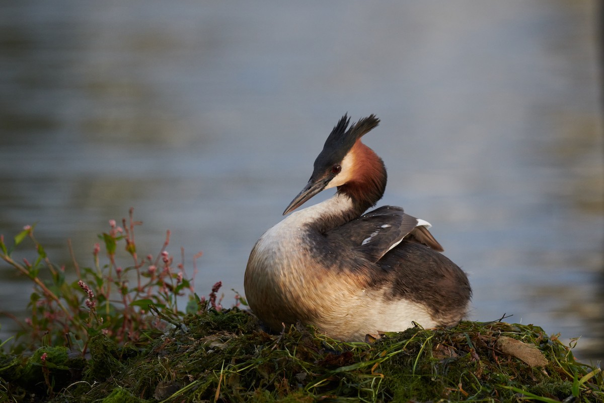 Great Crested Grebe - Nick Beckwith