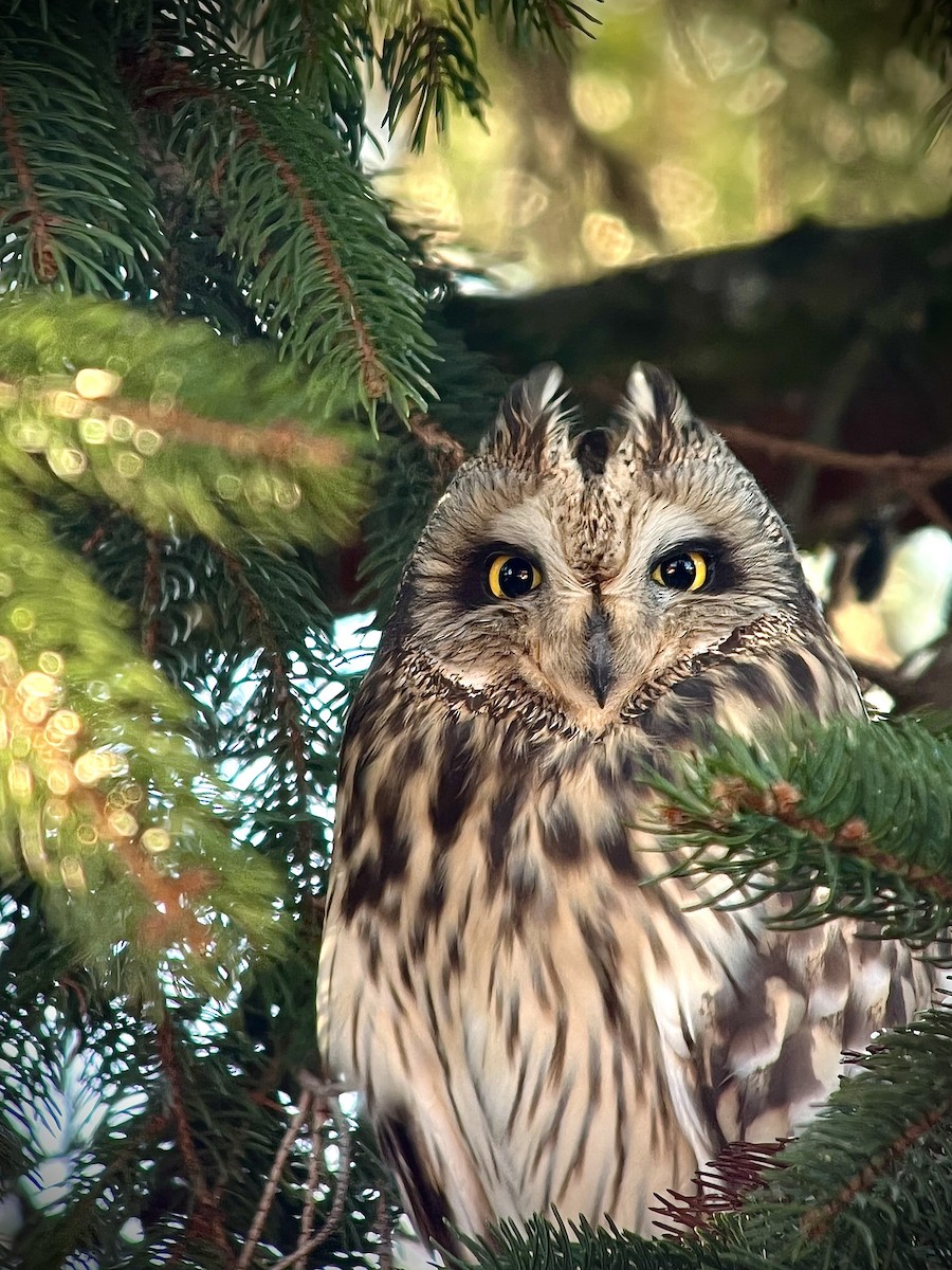 Short-eared Owl - Jiří Šilha
