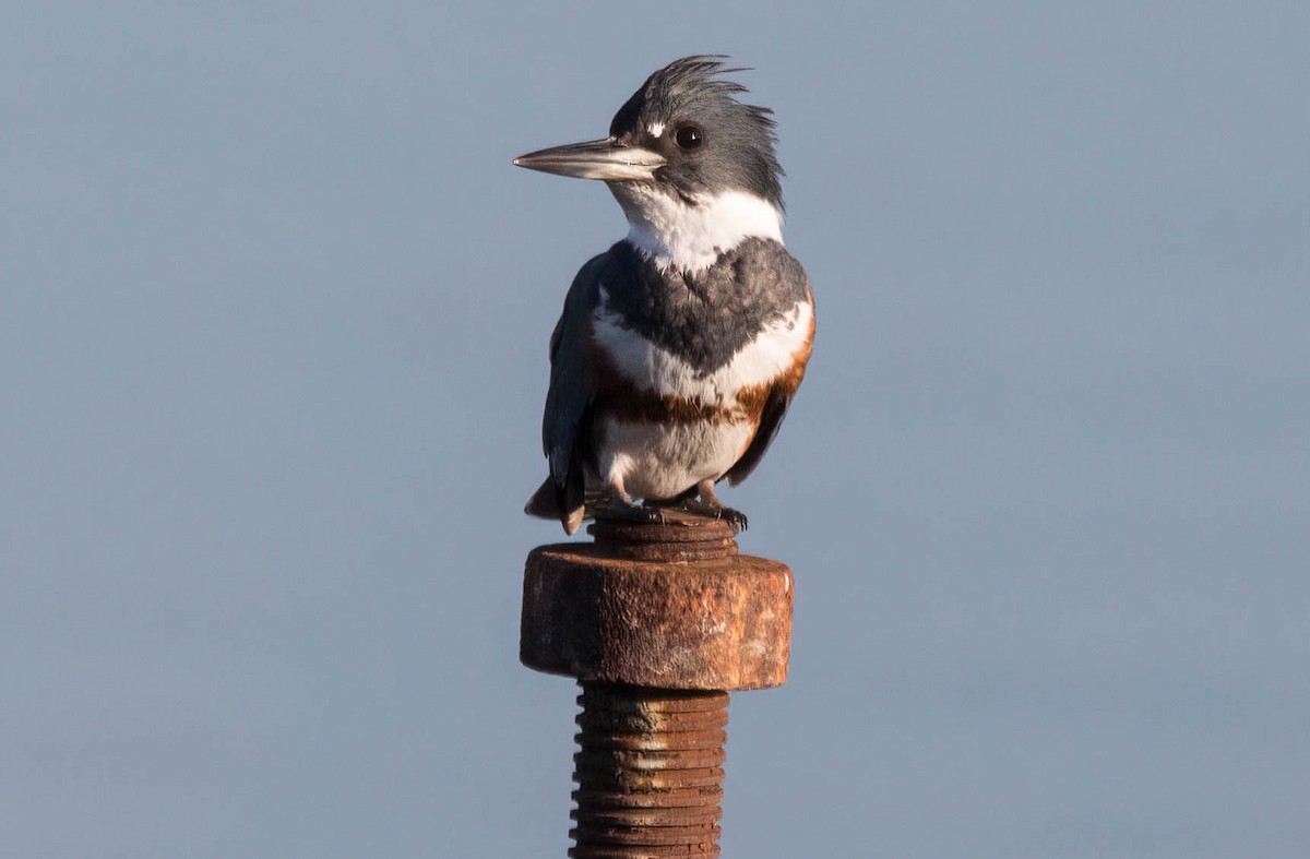 Belted Kingfisher - ML419367191
