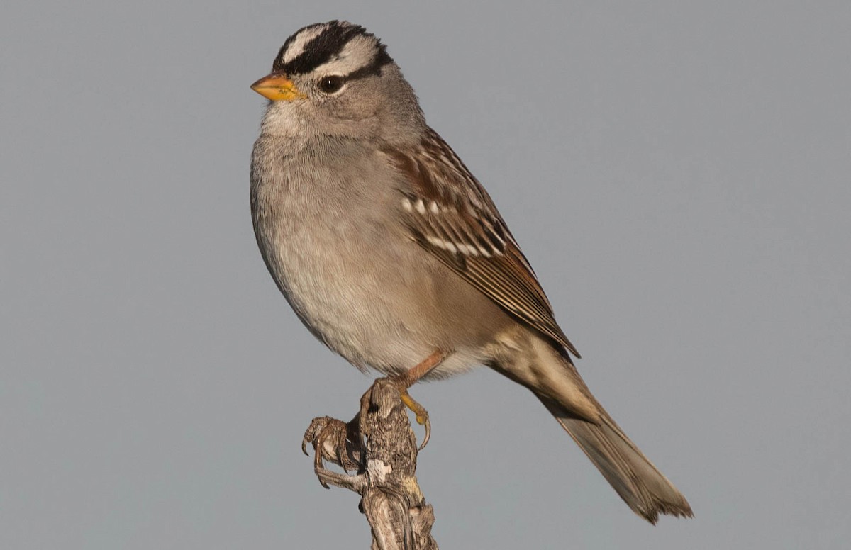 White-crowned Sparrow - ML419367361