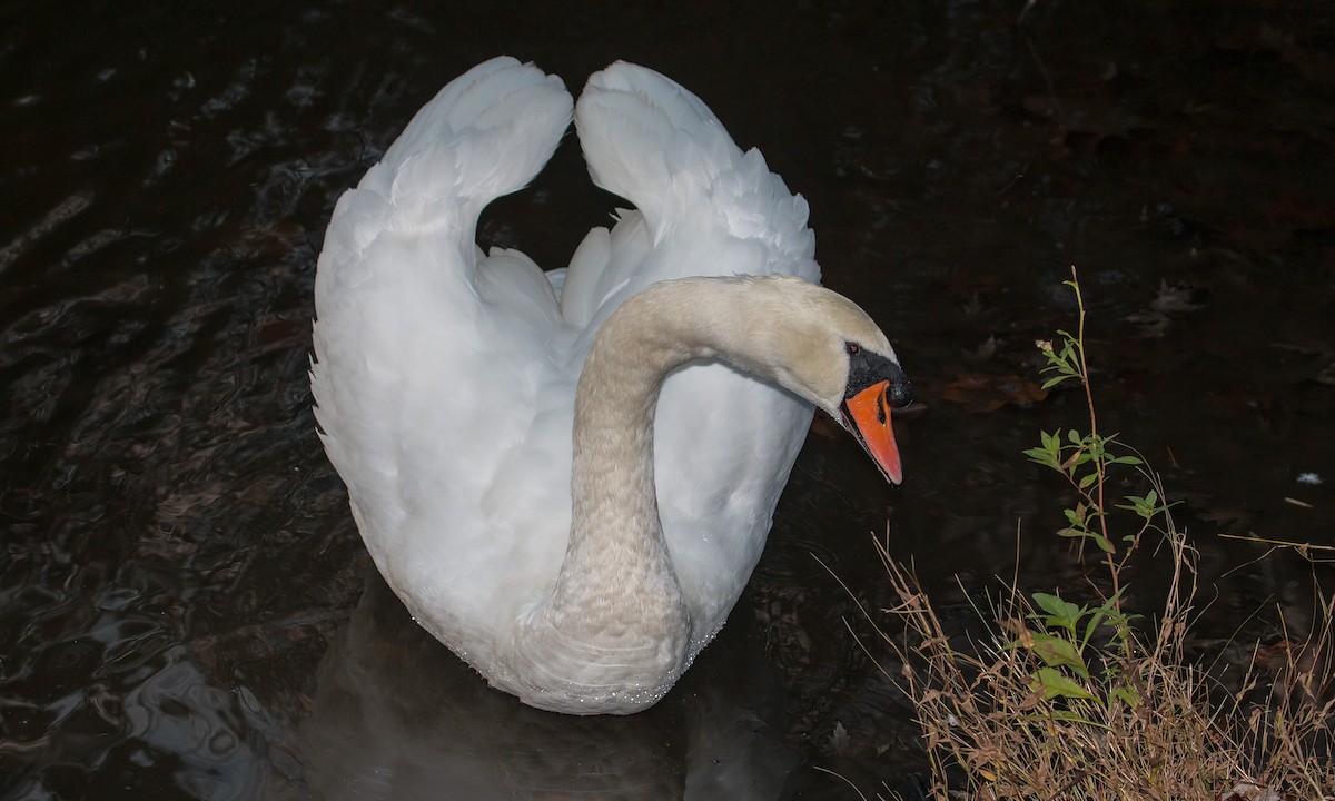 Mute Swan - Karl Krueger
