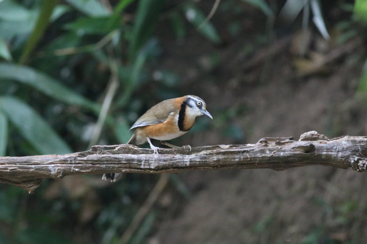 Lesser Necklaced Laughingthrush - ML419377401