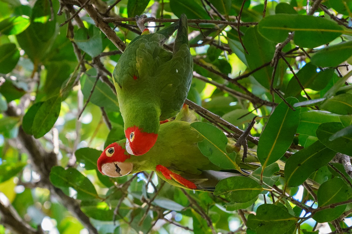 Red-masked Parakeet - ML419380211