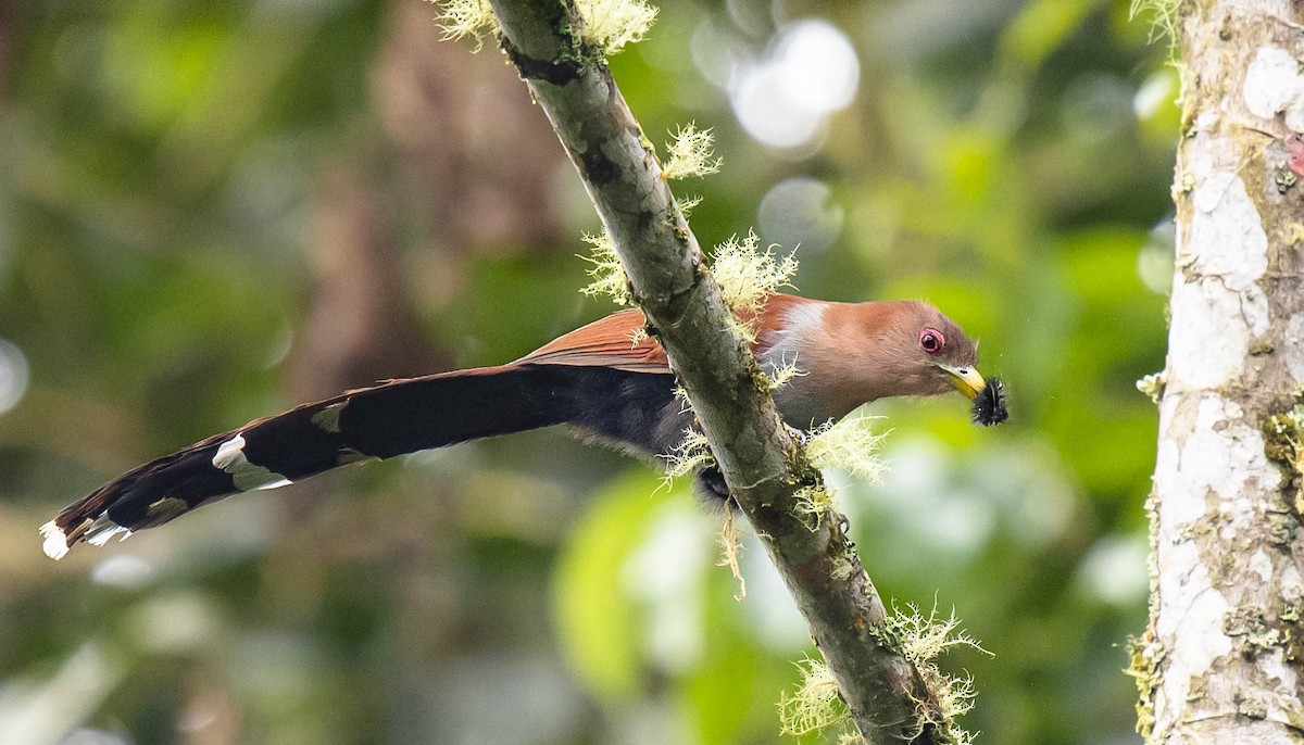 Squirrel Cuckoo (Amazonian) - ML419380271