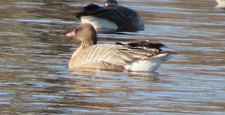 Pink-footed Goose, ML419384901