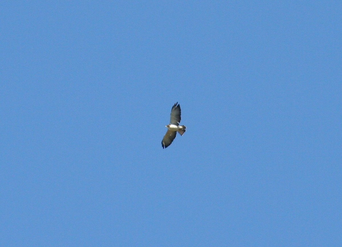 Short-tailed Hawk - ML41938761