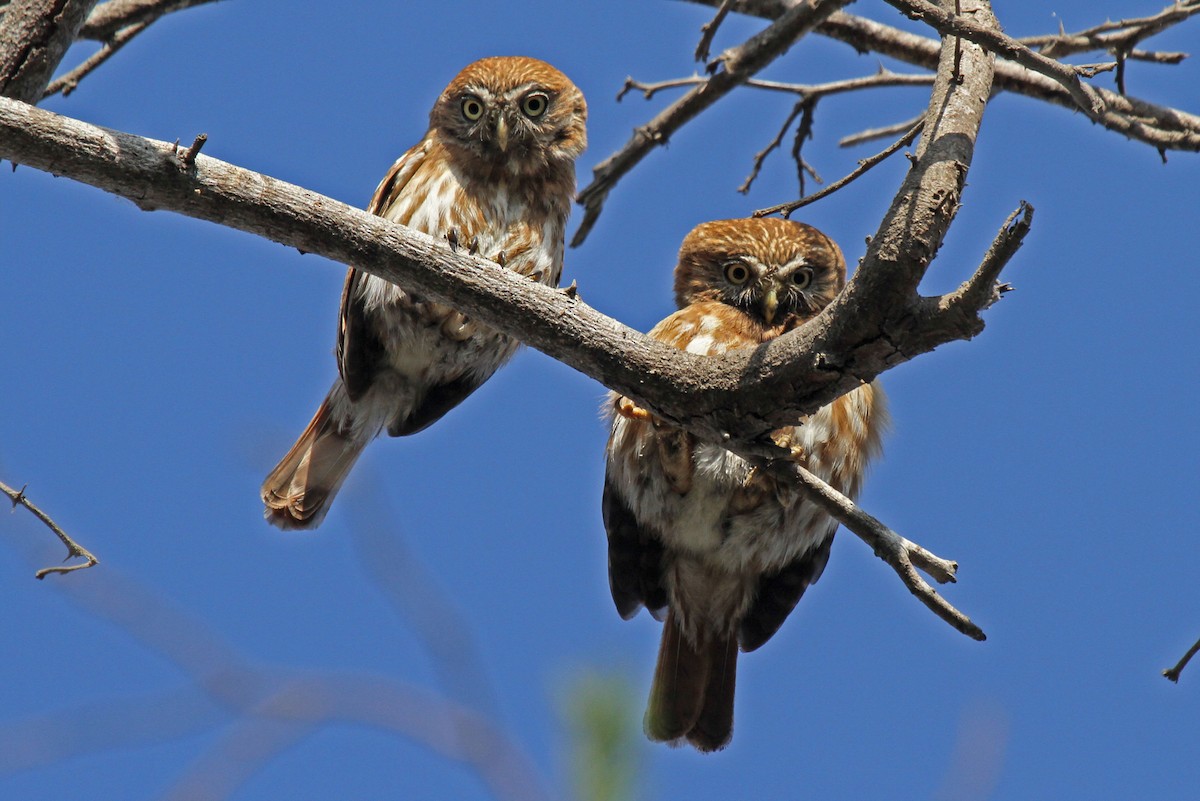 Peruvian Pygmy-Owl - Joan and/or George Sims