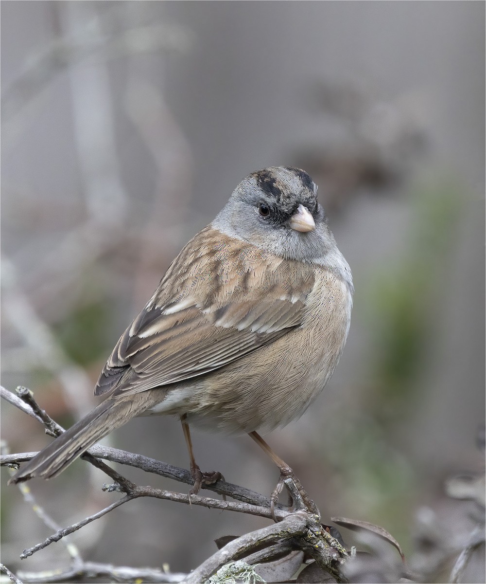 new world sparrow sp. - ML419390811