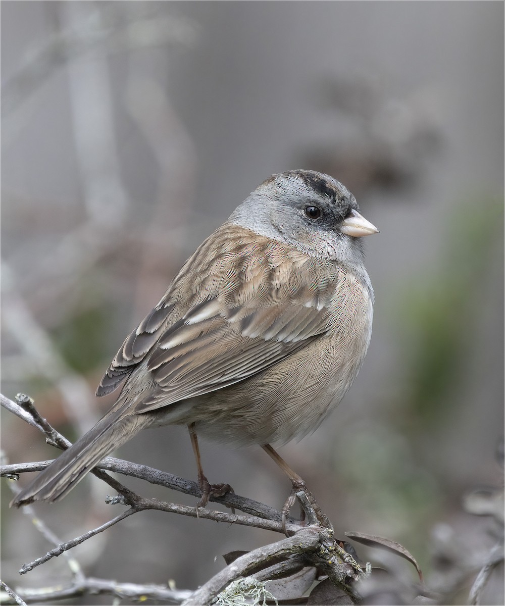 new world sparrow sp. - ML419390911