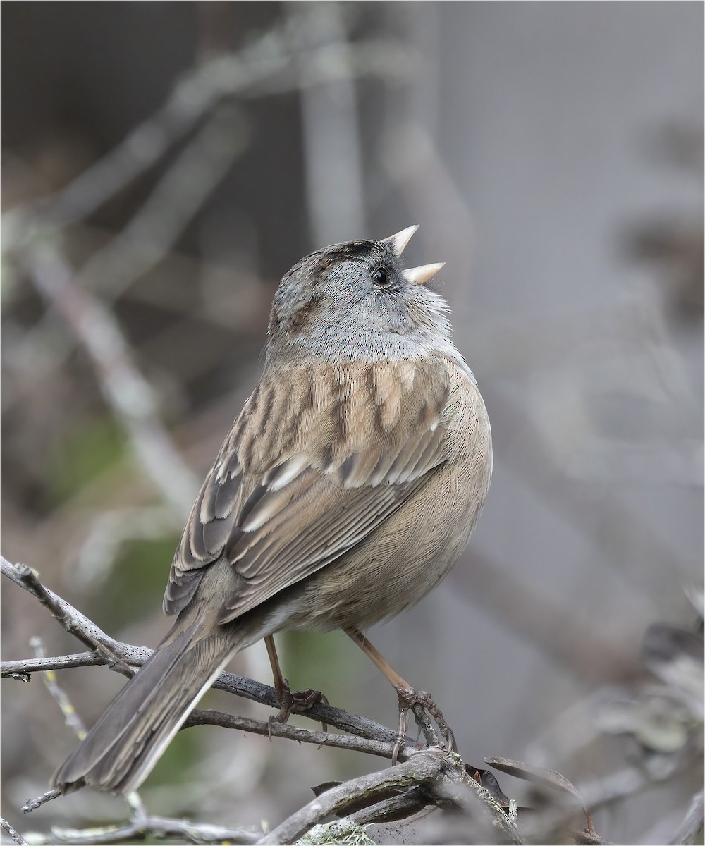 new world sparrow sp. - ML419390931