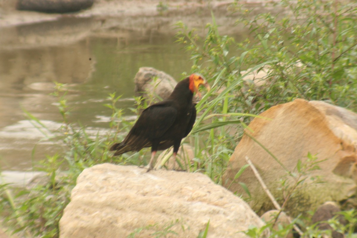 Lesser Yellow-headed Vulture - ML419393021