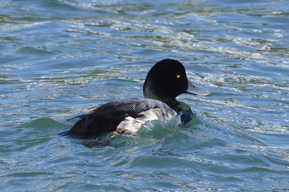Greater Scaup - ML419393971